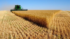 Купить семена пшеницы