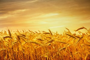 Покупка пшеницы
